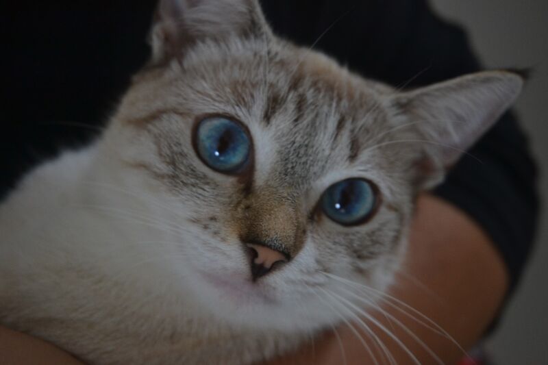 File:Nina.jpg